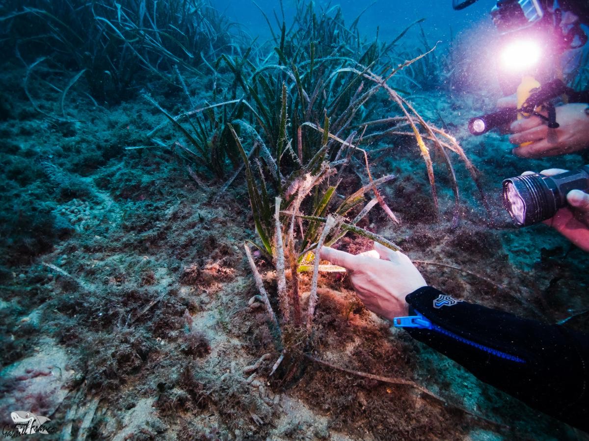 Bautismo de buceo en Águilas