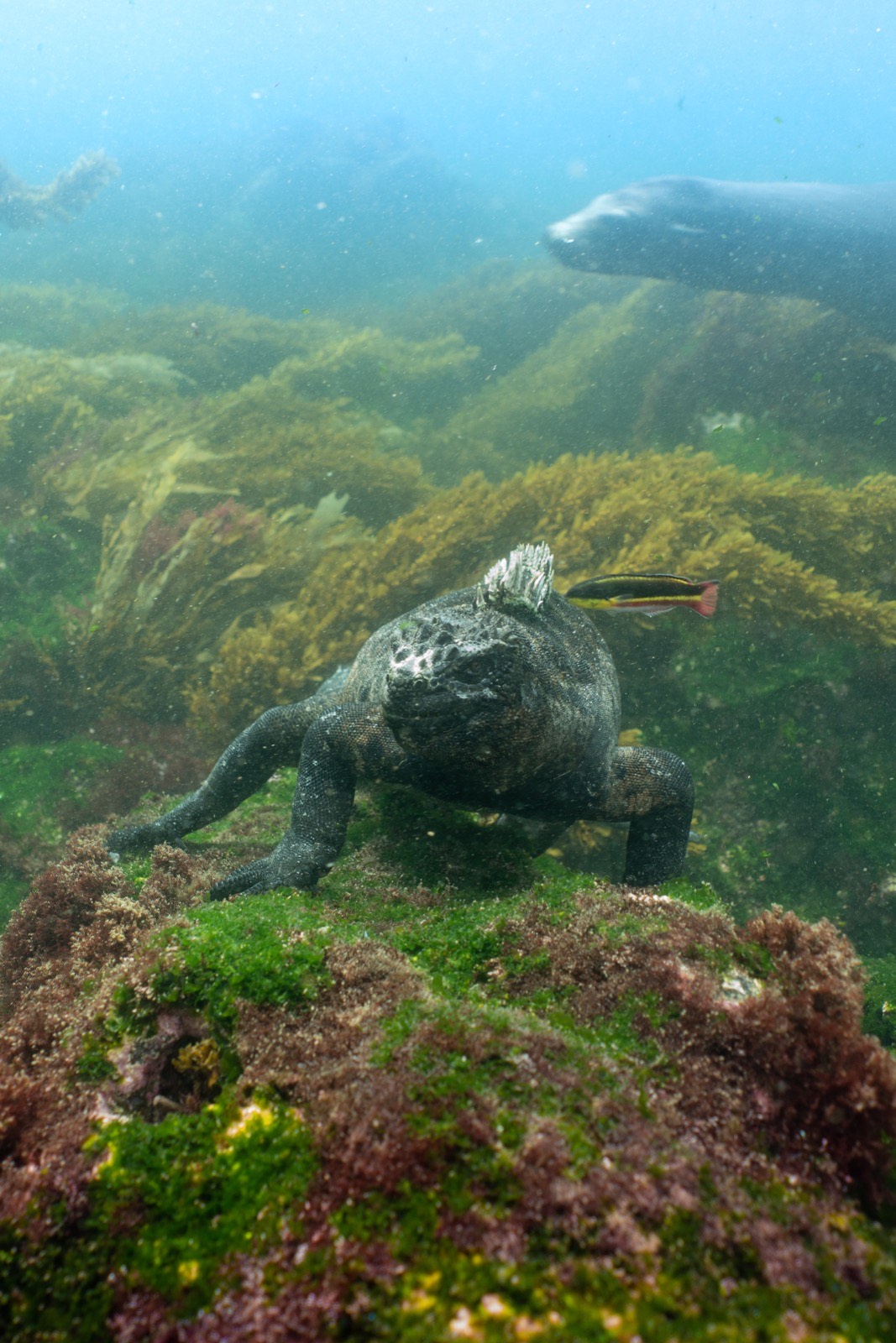 Viaje de buceo a Galápagos