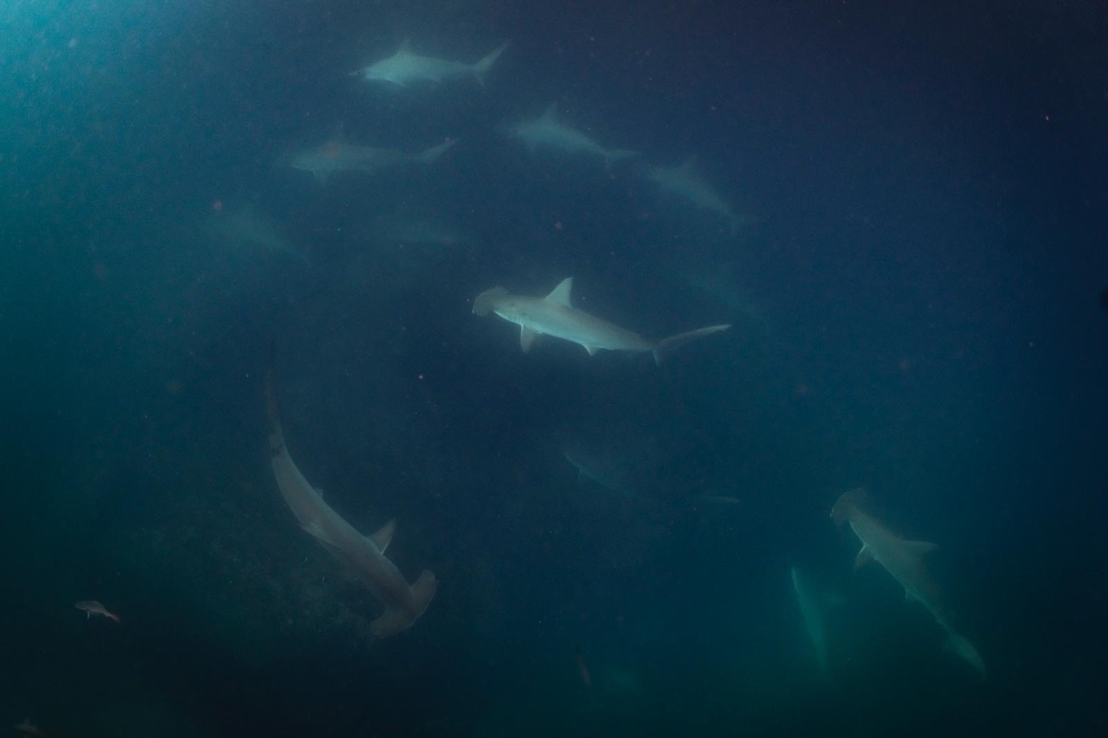 Viaje de buceo a Galápagos